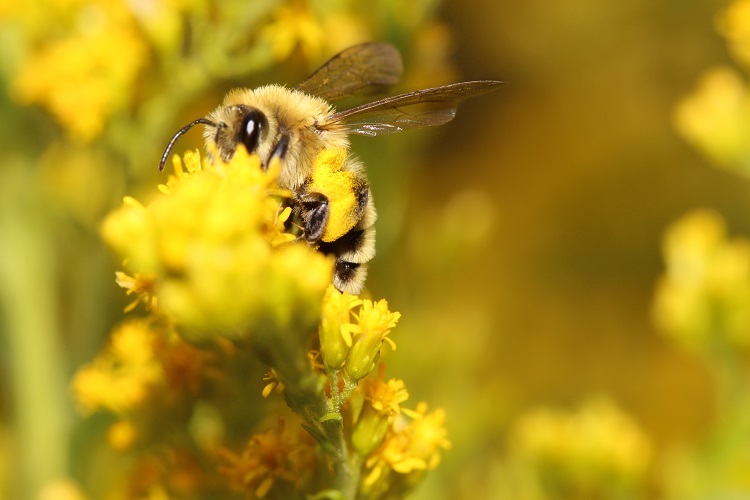 Climate Change Disrupts Pollinator Buzz and Bustle