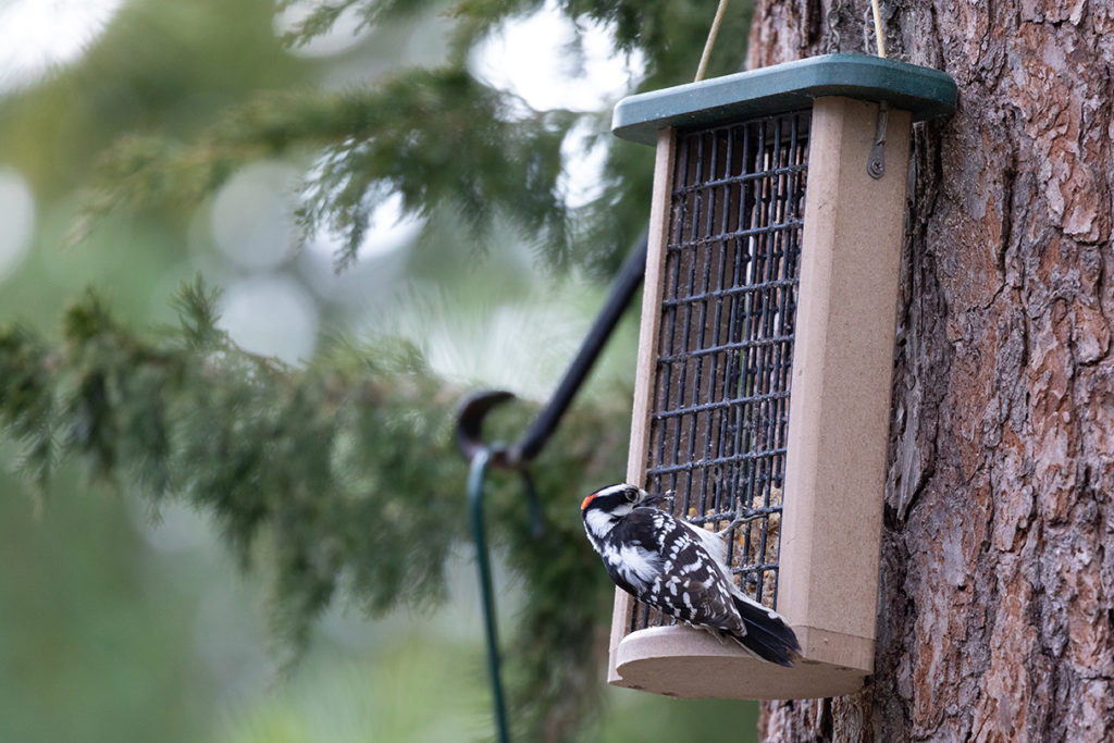 Downy Woodpecker