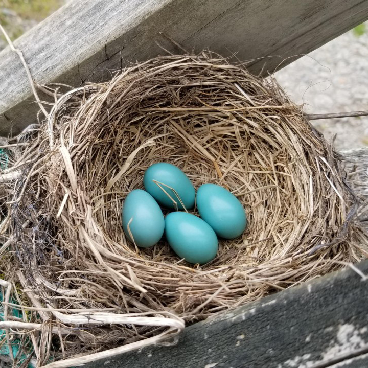 Robin Eggs