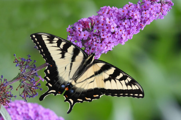 Take 5: Tiger Swallowtails | Mass Audubon – Your Great Outdoors