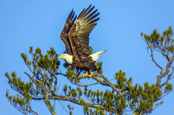 Bird of The Week: Bald Eagle – Kern Audubon Society