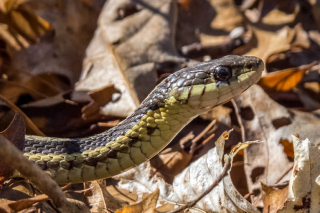 Garter Snake © Larry Manning