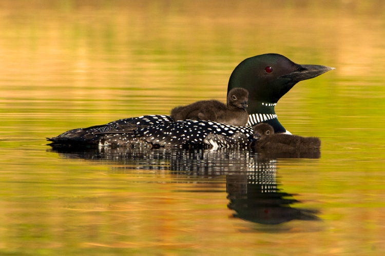 Common Loons © Brad Dinerman