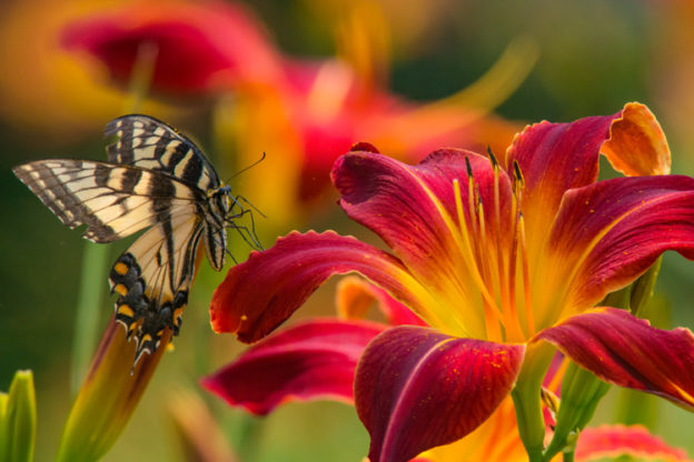 Tiger Swallowtail © Jonathan McElvery