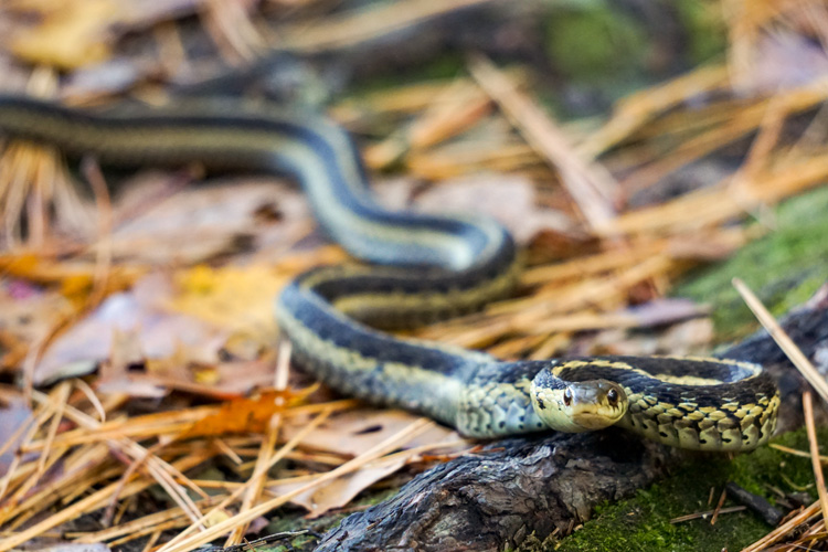 Garter Snake © Pamela Kelly