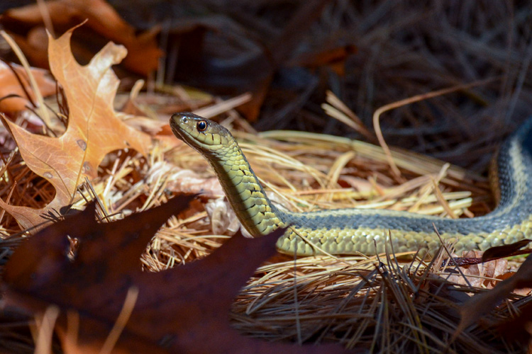 Garter Snake © Brendan Lynch