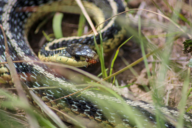 Garter Snake © Amy Severino