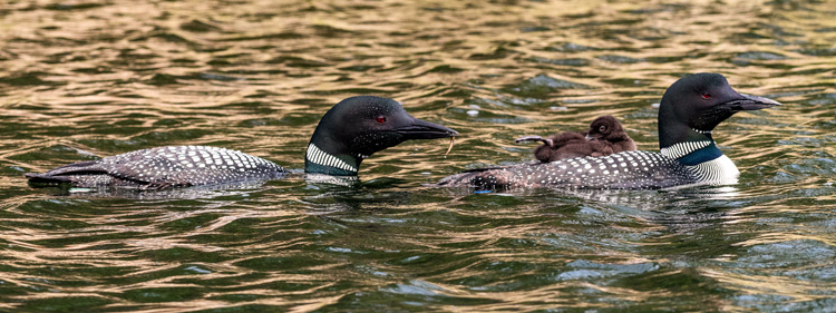 Common Loons © Michael Goodman