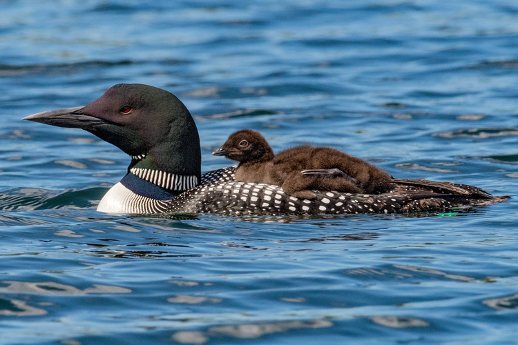 Common Loons © Michael Goodman