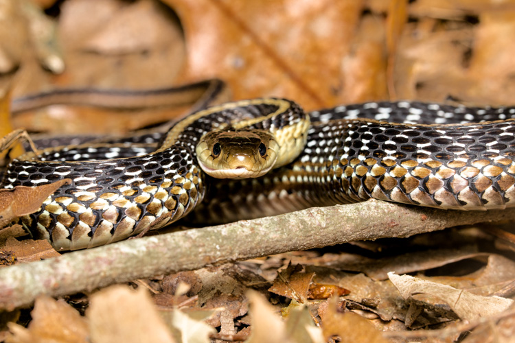 Garter Snake © John Gounarides