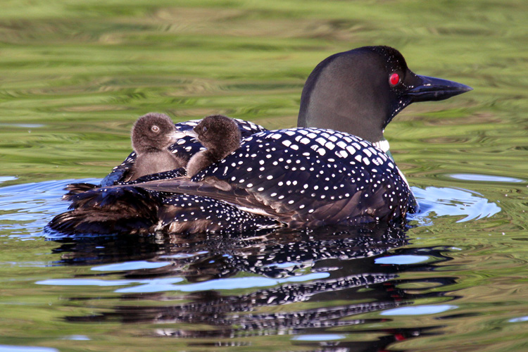 Common Loons © Michael Phillips