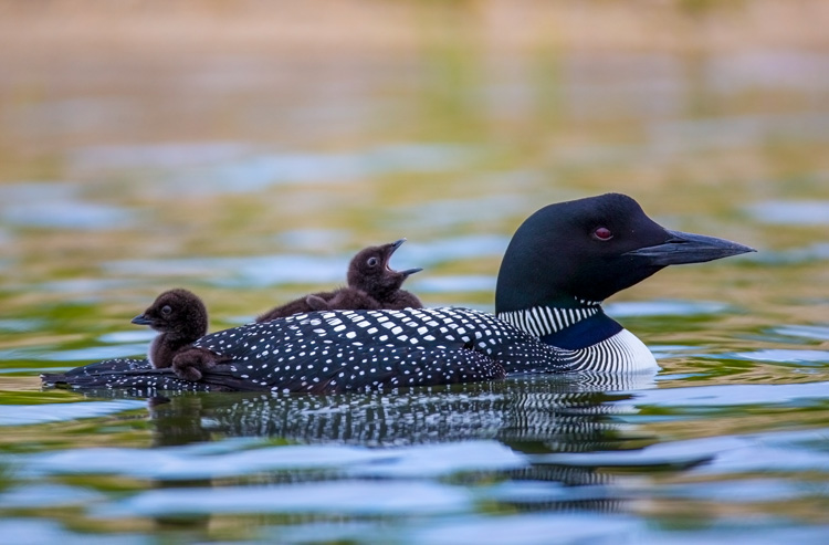 Common Loons © Peter Christoph
