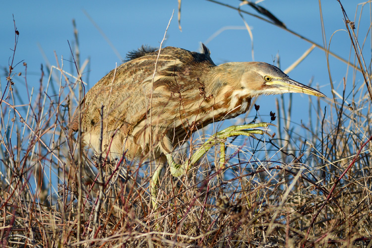 American Bittern © Jesse Costa