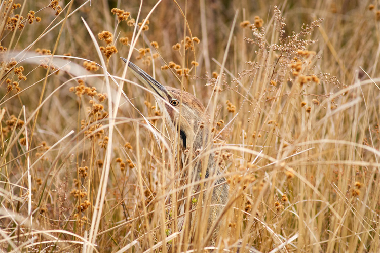 American Bittern © Mark Grimason