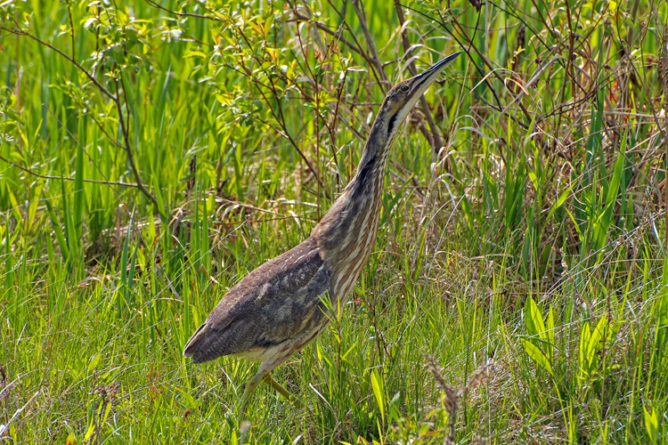 American Bittern © Fred Harwood