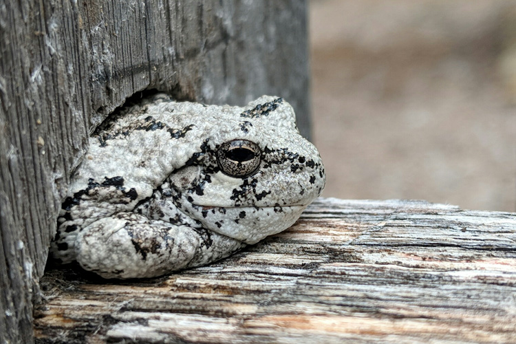 Gray Treefrog © Francis Morello