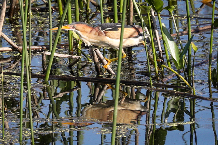 Least Bittern © Henry Zimberlin