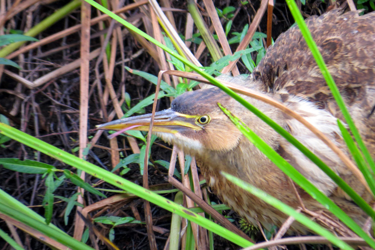 Least Bittern © Liam Waters