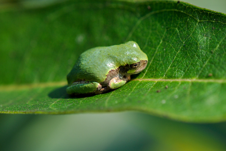 baby grey tree frogs