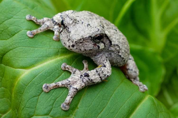Gray Treefrog © Allison Bell