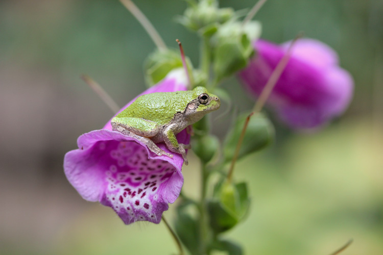 Gray Treefrog © Bryan Gammons