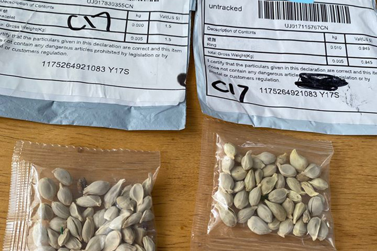 Example of unsolicited seeds via Washington State Department of Agriculture