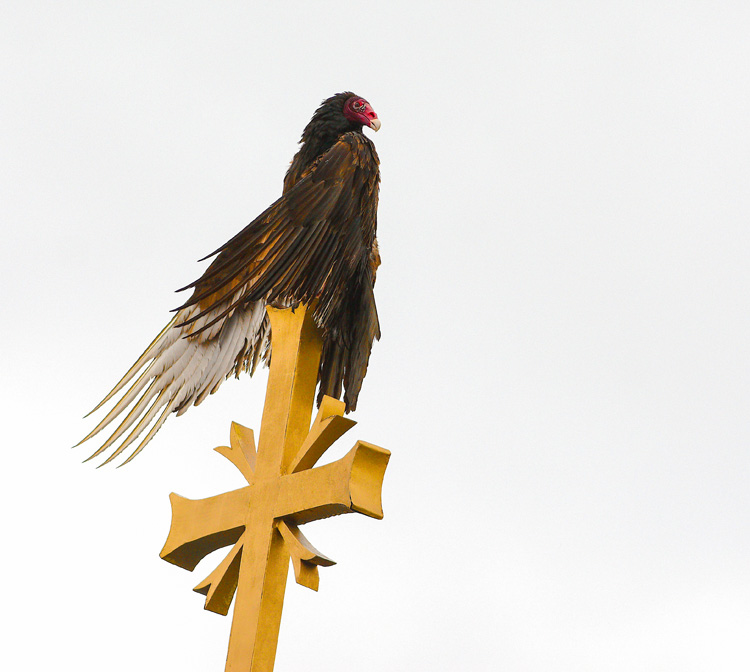 Turkey Vulture © Dennis Durette