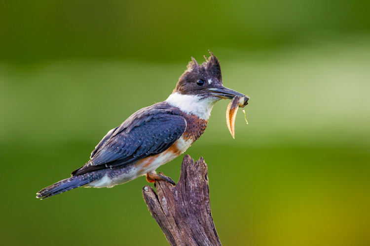 Belted Kingfisher at Daniel Webster © Edmund Prescottano