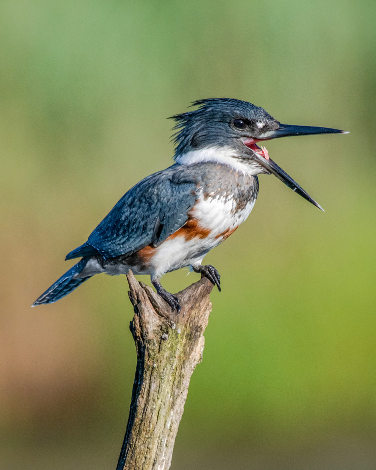 Belted Kingfisher at Wellfleet Bay © Sherri VandenAkker