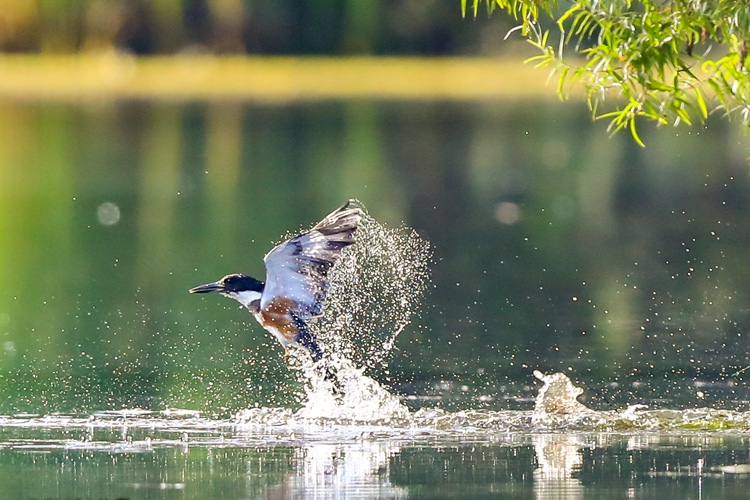 Belted Kingfisher at Horn Pond in Woburn © Jim Renault