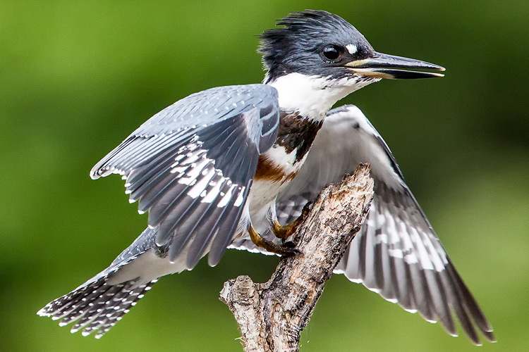 Belted Kingfisher at Wellfleet Bay ©Susan Wellington