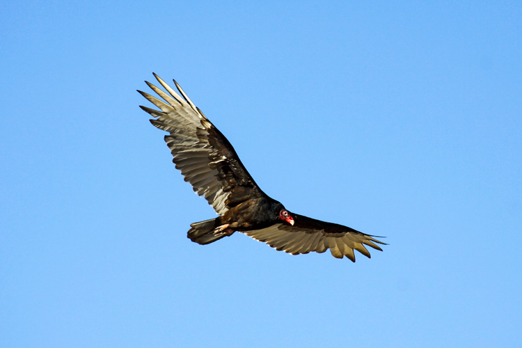 Turkey Vulture © Nigel Cunningham