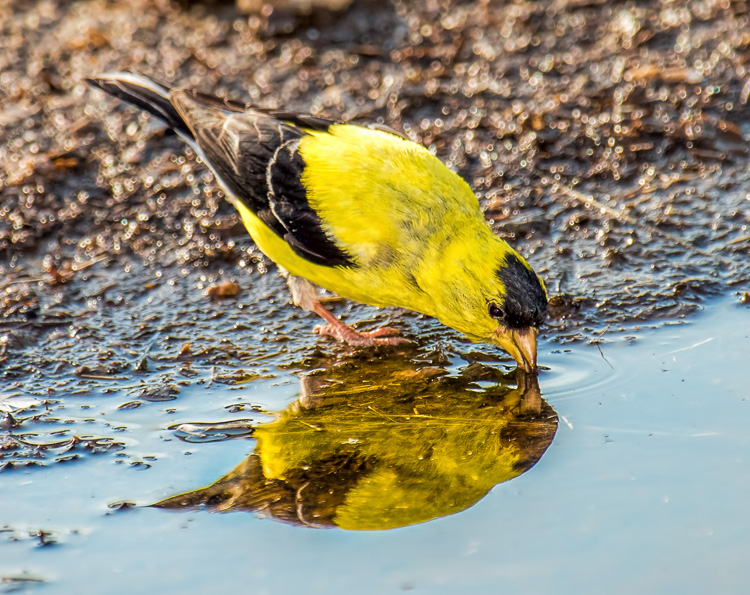 American Goldfinch © Mike Iwanicki