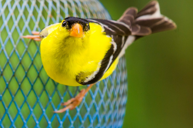 American Goldfinch © Karen Karlberg