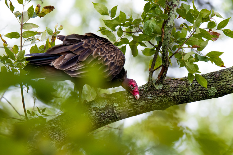 Turkey Vulture © Beth Finney