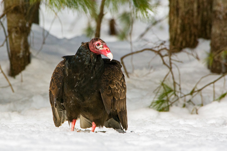 Turkey Vulture © Brad Dinerman