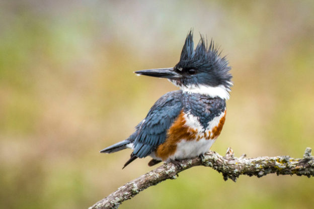 Belted Kingfisher © Kathy Hale
