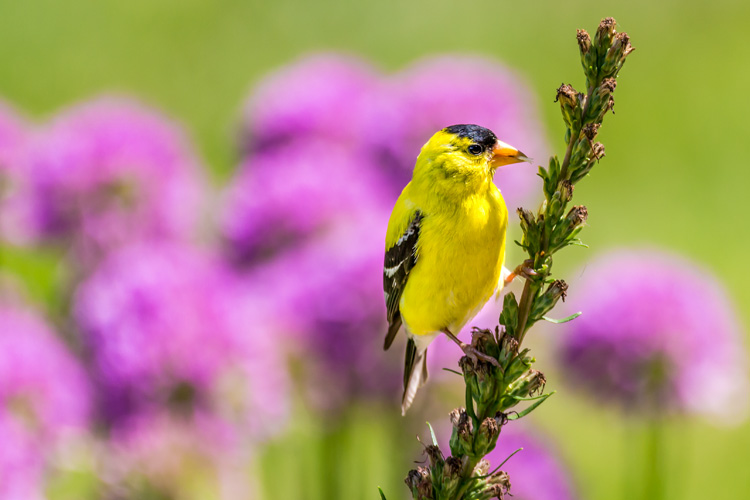 American Goldfinch © Mark Uchneat