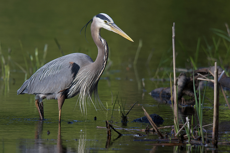 Great Blue Heron copyright John Yurka