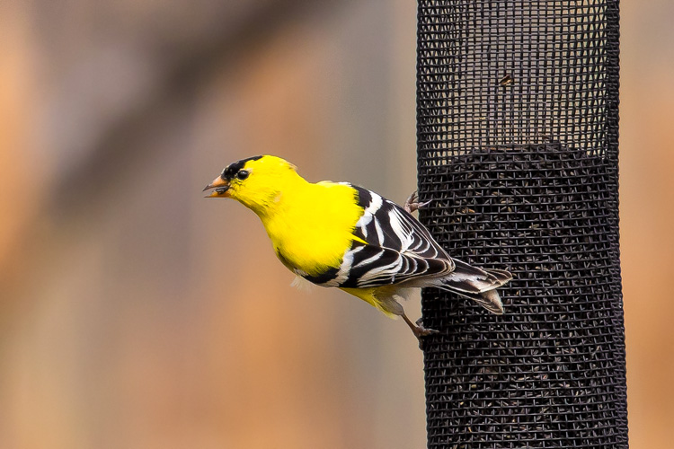 American Goldfinch © Anindya Sen