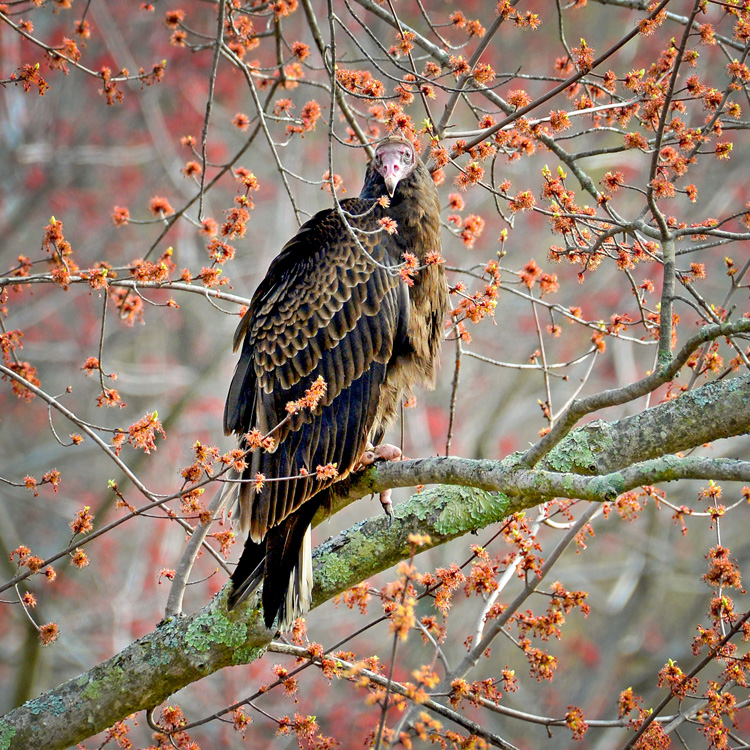 Turkey Vulture © George Ann Millet