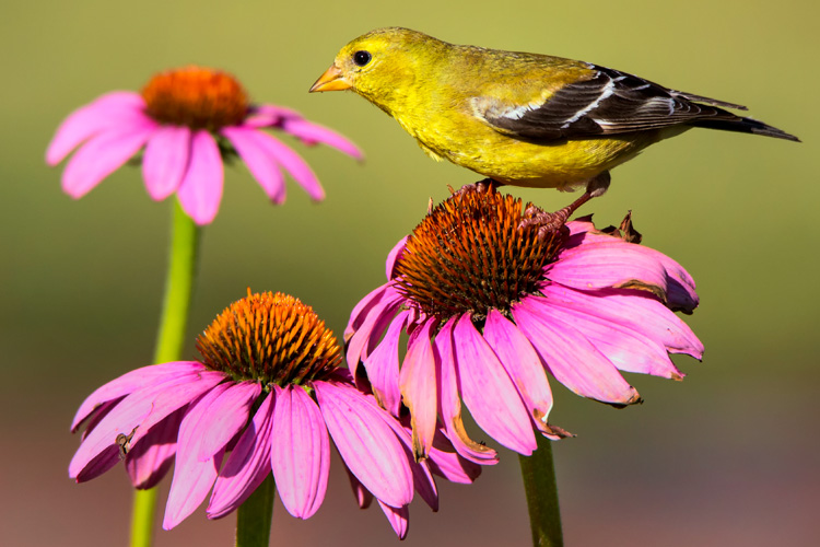 American Goldfinch © Sarah Keates