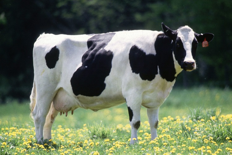 Switching to plant-based meals helps reduce the demand for livestock farming, one of the sources of our global methane emissions. Photo © Keith Weller, USDA. 