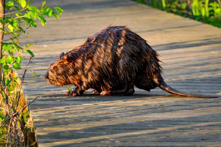 Muskrat © Janice Koskey