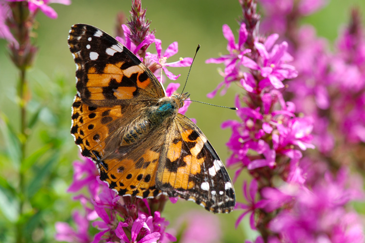 Painted Lady © Gillian Henry