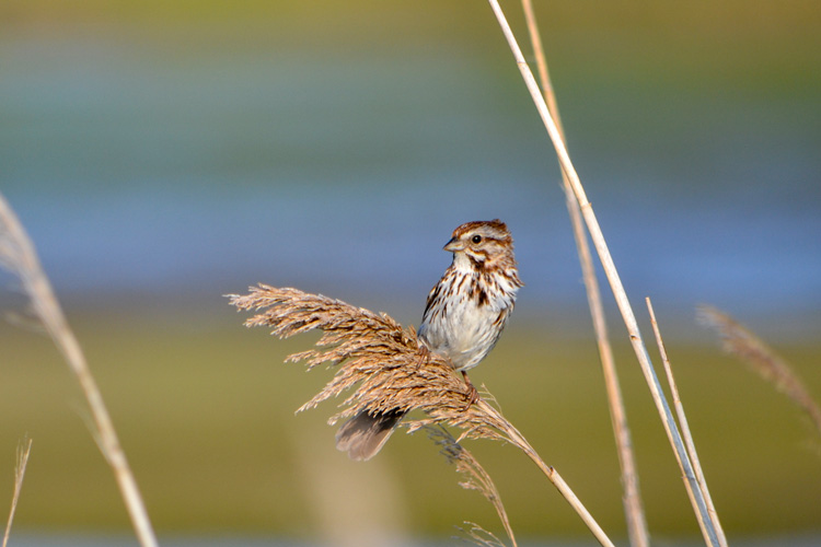 Song Sparrow © Amanda Altena