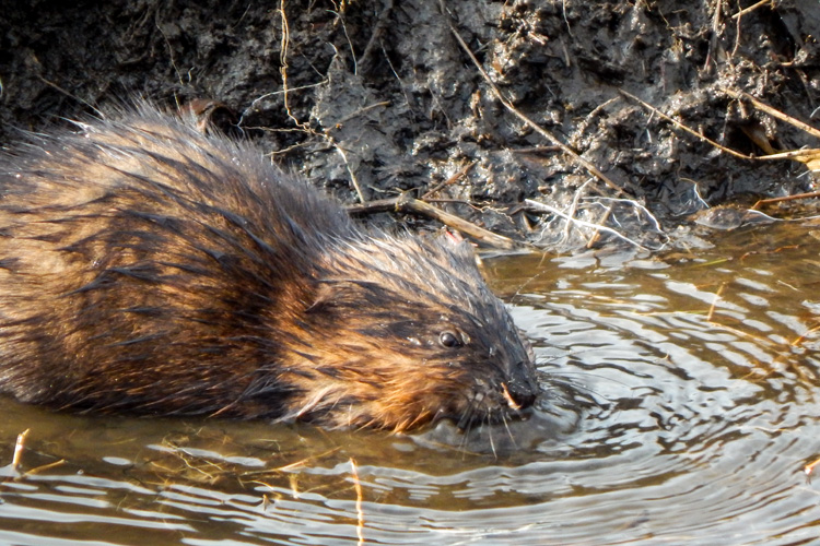 Muskrat © Bernard Kingsley