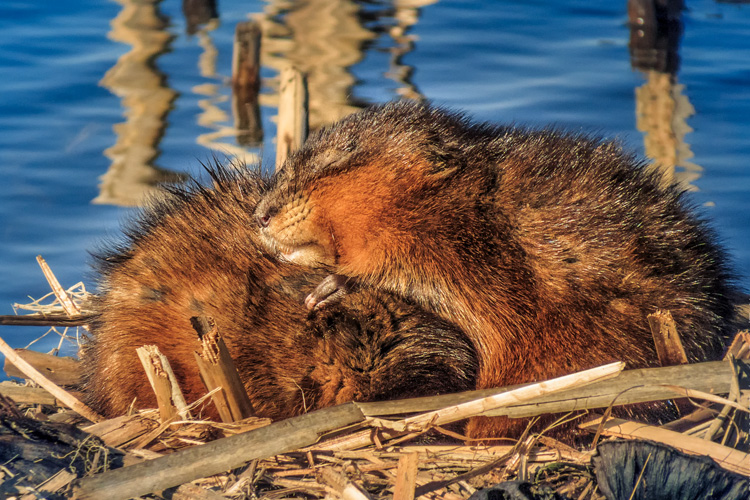 Muskrats © Sylvia Zarco