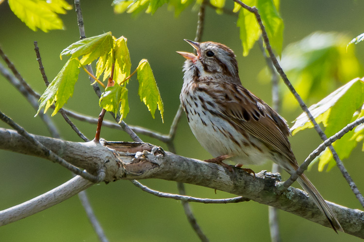 Song Sparrow at Waseeka Wildlife Sanctuary © Charlene Gaboriault
