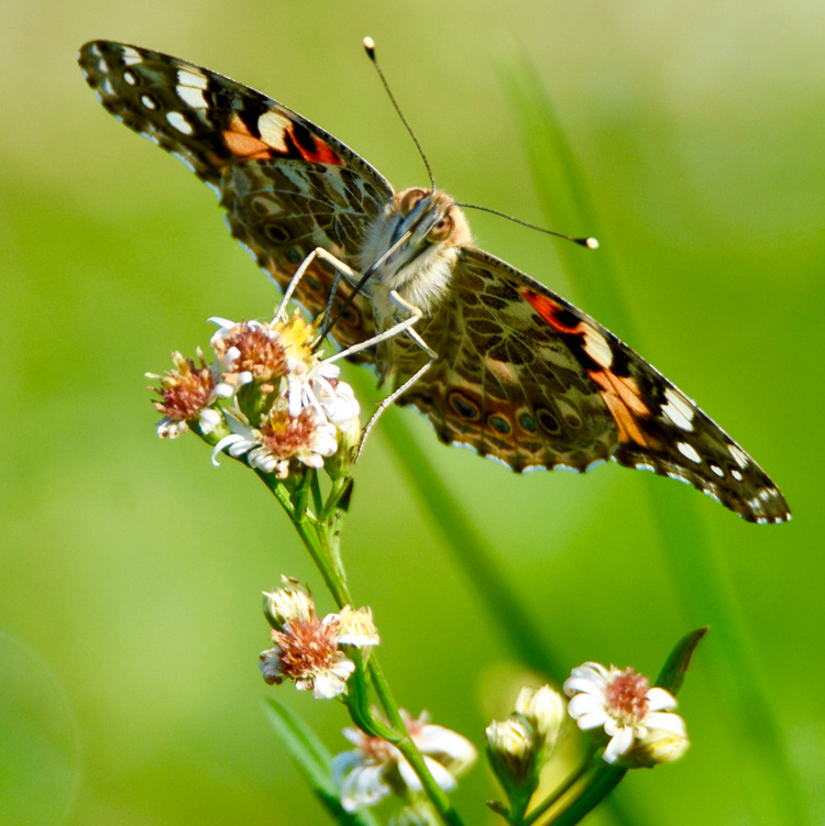 Painted Lady at North River Wildlife Sanctuary in Marshfield © Irene Coleman